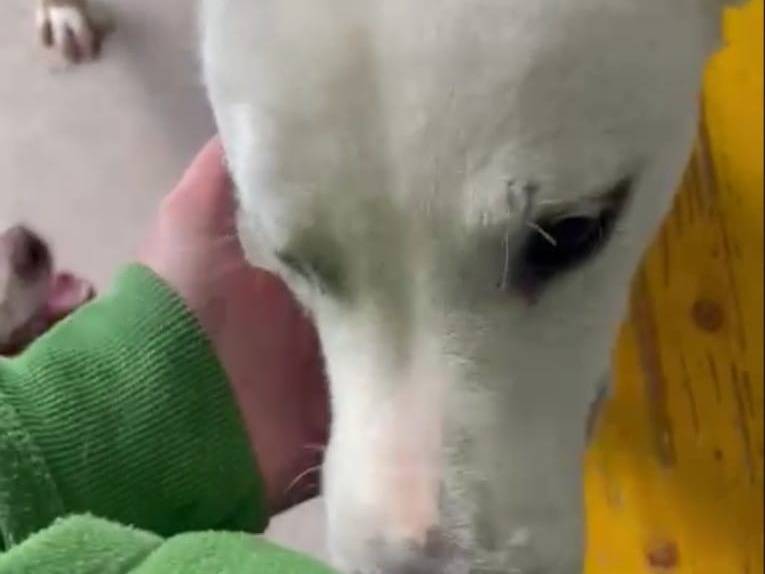 Adotta un cane, taglia grande, maschio, Frosinone