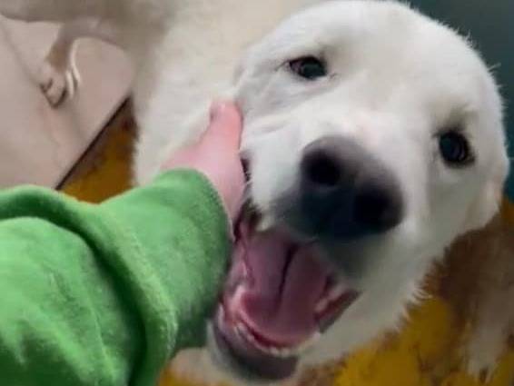 Vuoi adottare un cane a Frosinone?