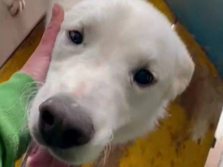 Adotta il cane Loden a Frosinone