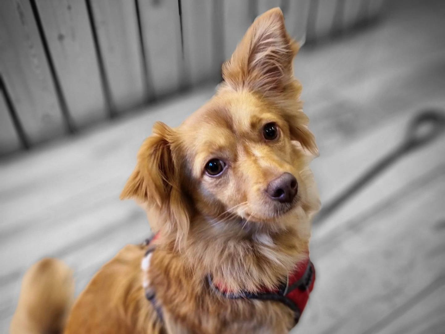 Adozione cane, femmina, Razza sconosciuta Razza sconosciuta, 4 anni e 9 mesi, taglia piccola, Foggia