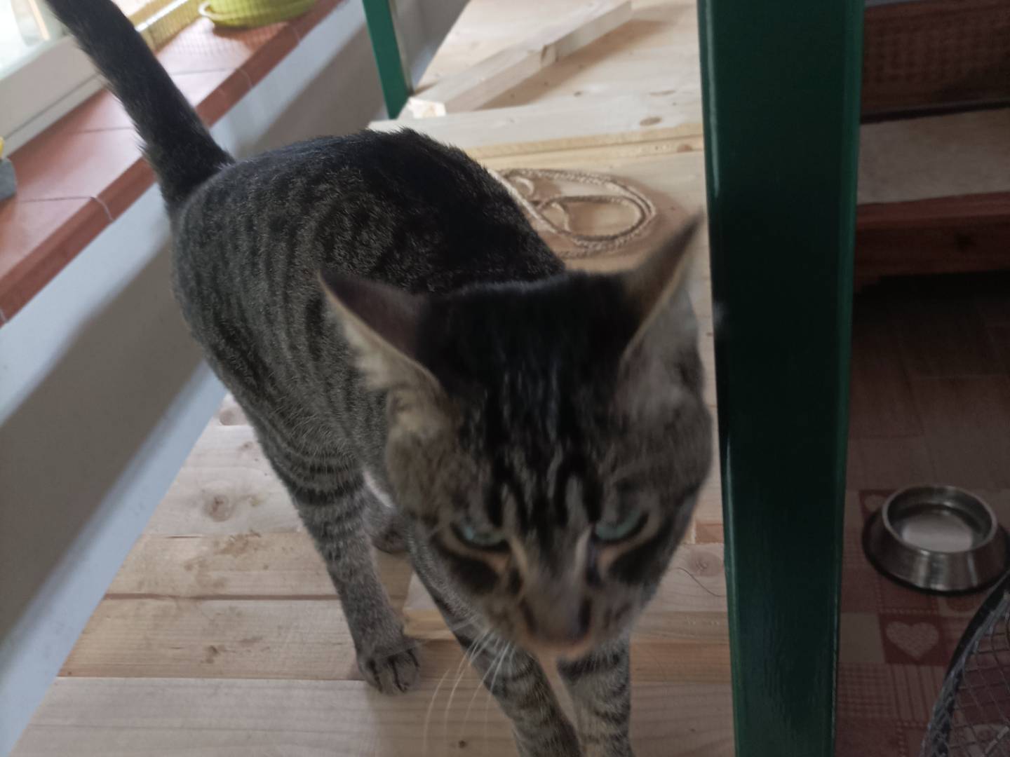 Adozione gatto, maschio, Razza sconosciuta Razza sconosciuta, 1 anno e 3 mesi, taglia non valida, Palermo