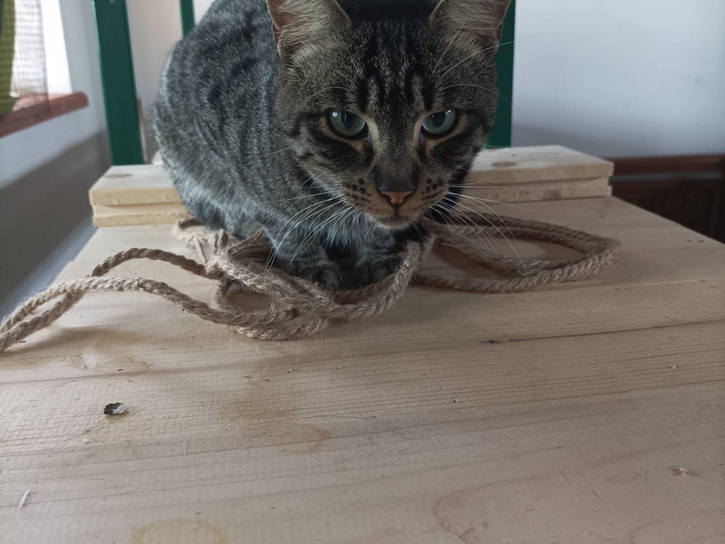 Adotta un gatto, maschio, 1 anno e 3 mesi, Palermo