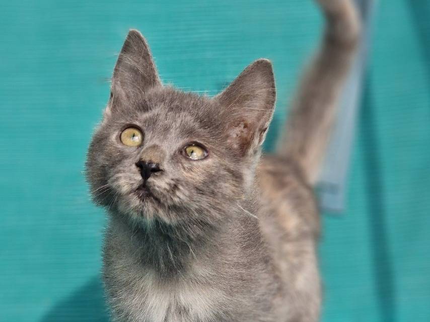 Adozione gatto, femmina, Razza sconosciuta Razza sconosciuta, 3 mesi, taglia non valida, Milano
