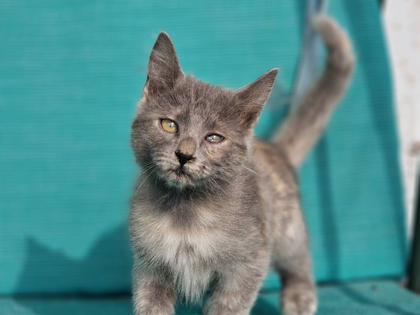 Adotta un gatto, femmina, 3 mesi, Milano