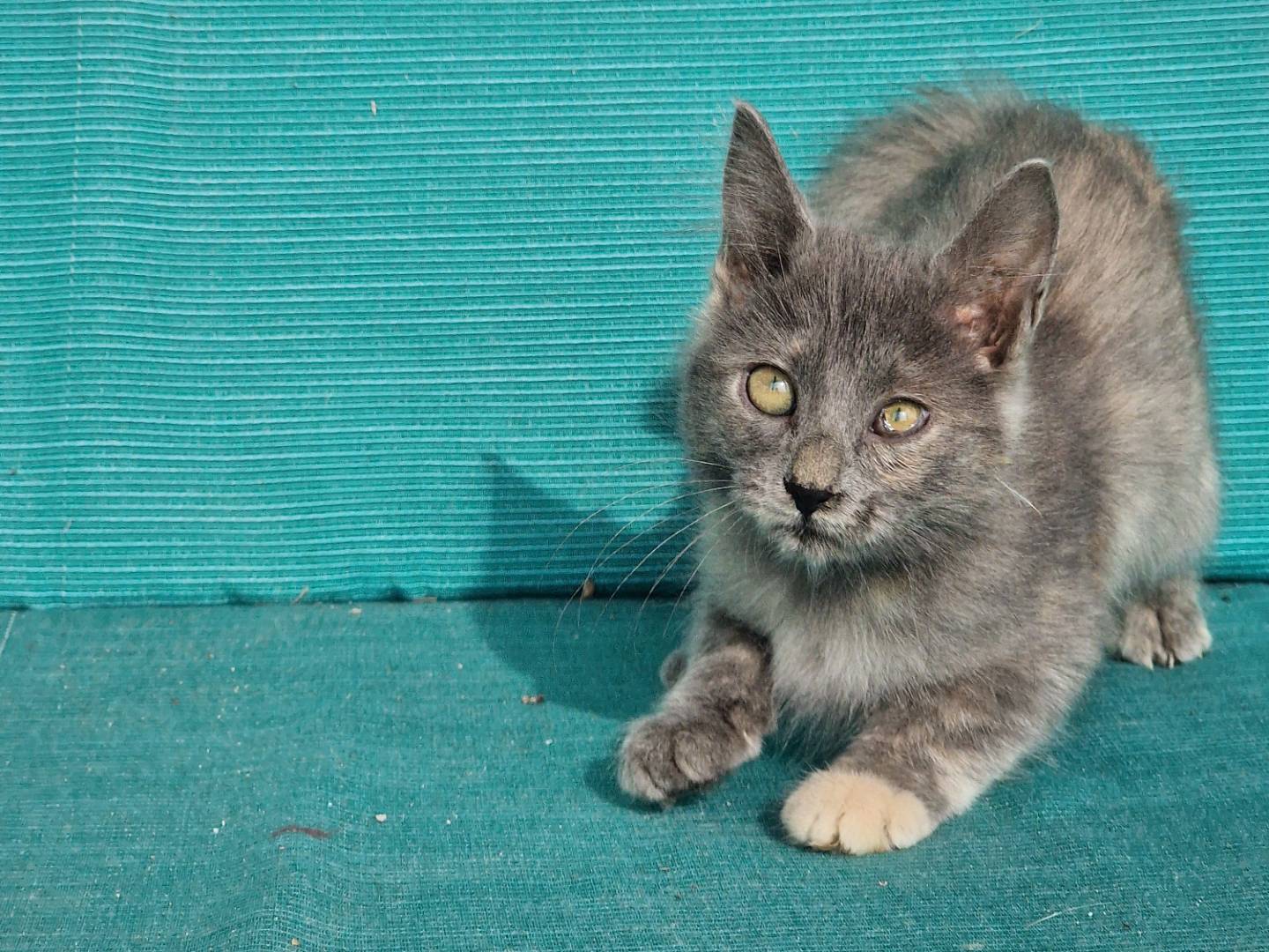 Vuoi adottare un gatto a Milano?