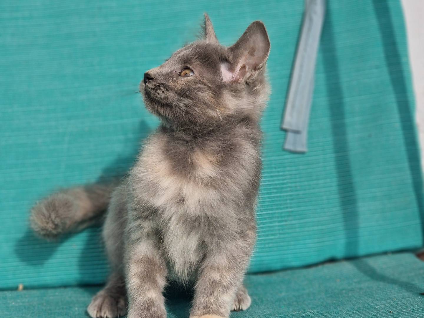 Adotta il gatto Nova a Milano