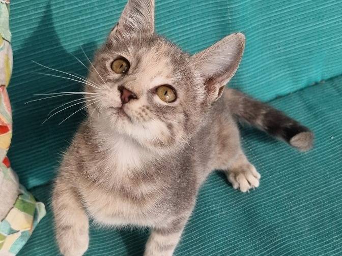 Adozione gatto, femmina, Razza sconosciuta Razza sconosciuta, 3 mesi, taglia non valida, Milano