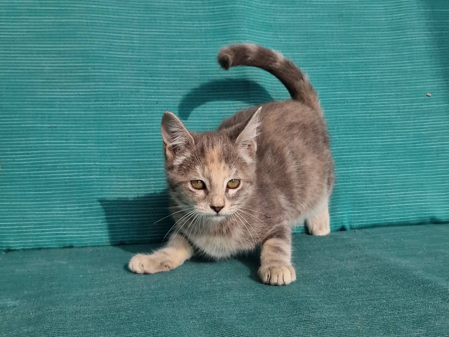 Adotta un gatto, femmina, 3 mesi, Milano