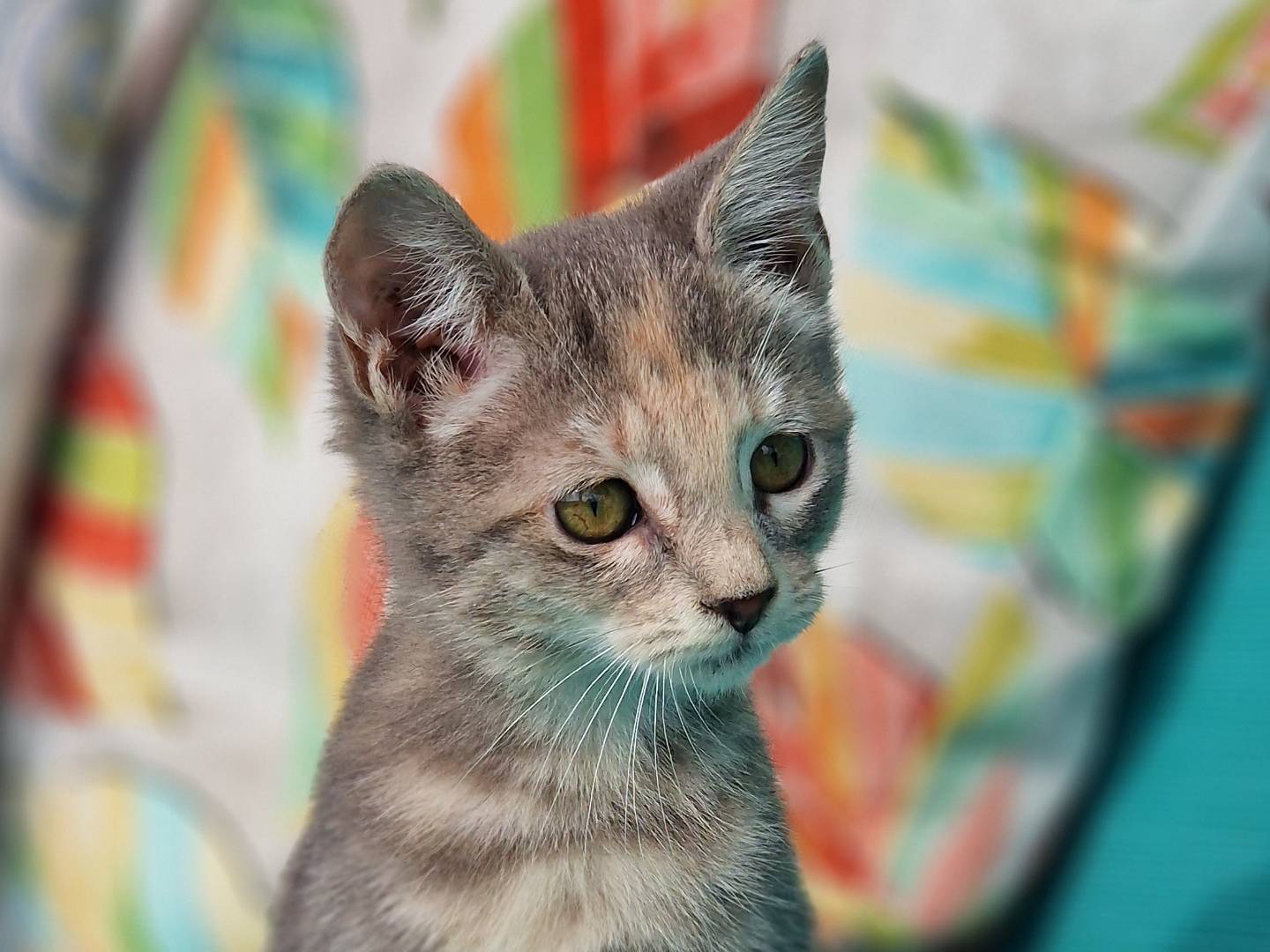 Vuoi adottare un gatto a Milano?