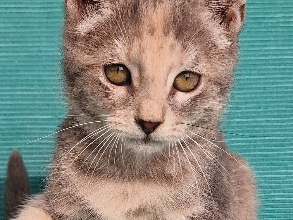 Adotta il gatto Galaxy a Milano