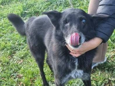 Adotta un cane, maschio, 9 anni e 9 mesi, Latina