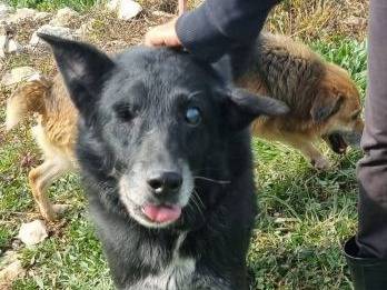 Adotta un cane, taglia media contenuta, maschio, Latina