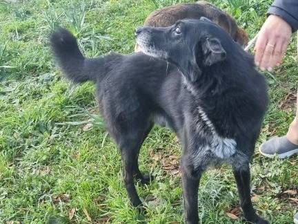 Vuoi adottare un cane a Latina?