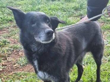 Adotta il cane Bis a Latina