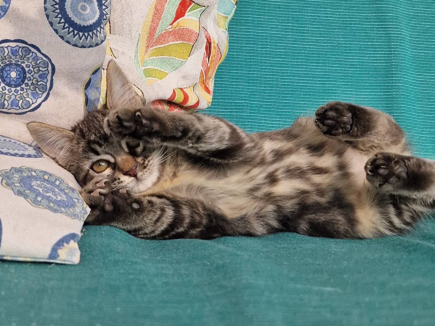 Vuoi adottare un gatto a Milano?