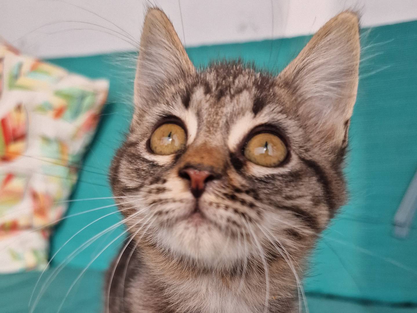 Adotta il gatto Cassie a Milano