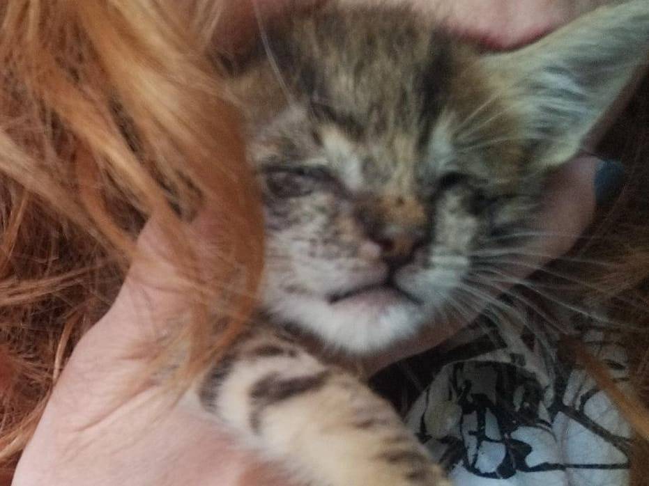 Vuoi adottare un gatto a Matera?