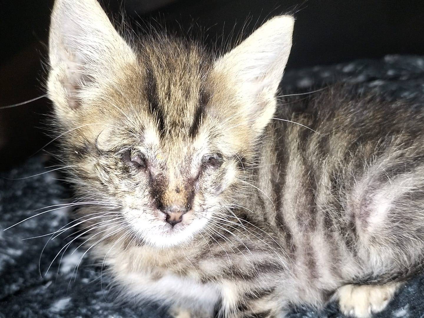 Adotta il gatto Mike  a Matera