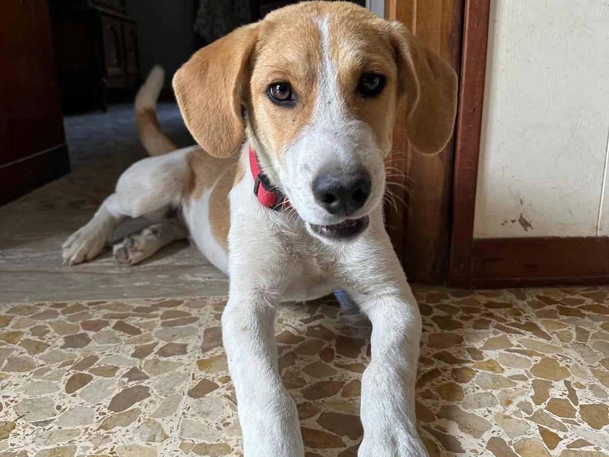 Adozione cane, maschio, Razza sconosciuta Razza sconosciuta, 7 mesi, taglia media, Frosinone