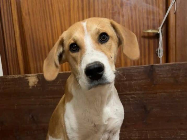 Adotta un cane, maschio, 7 mesi, Frosinone