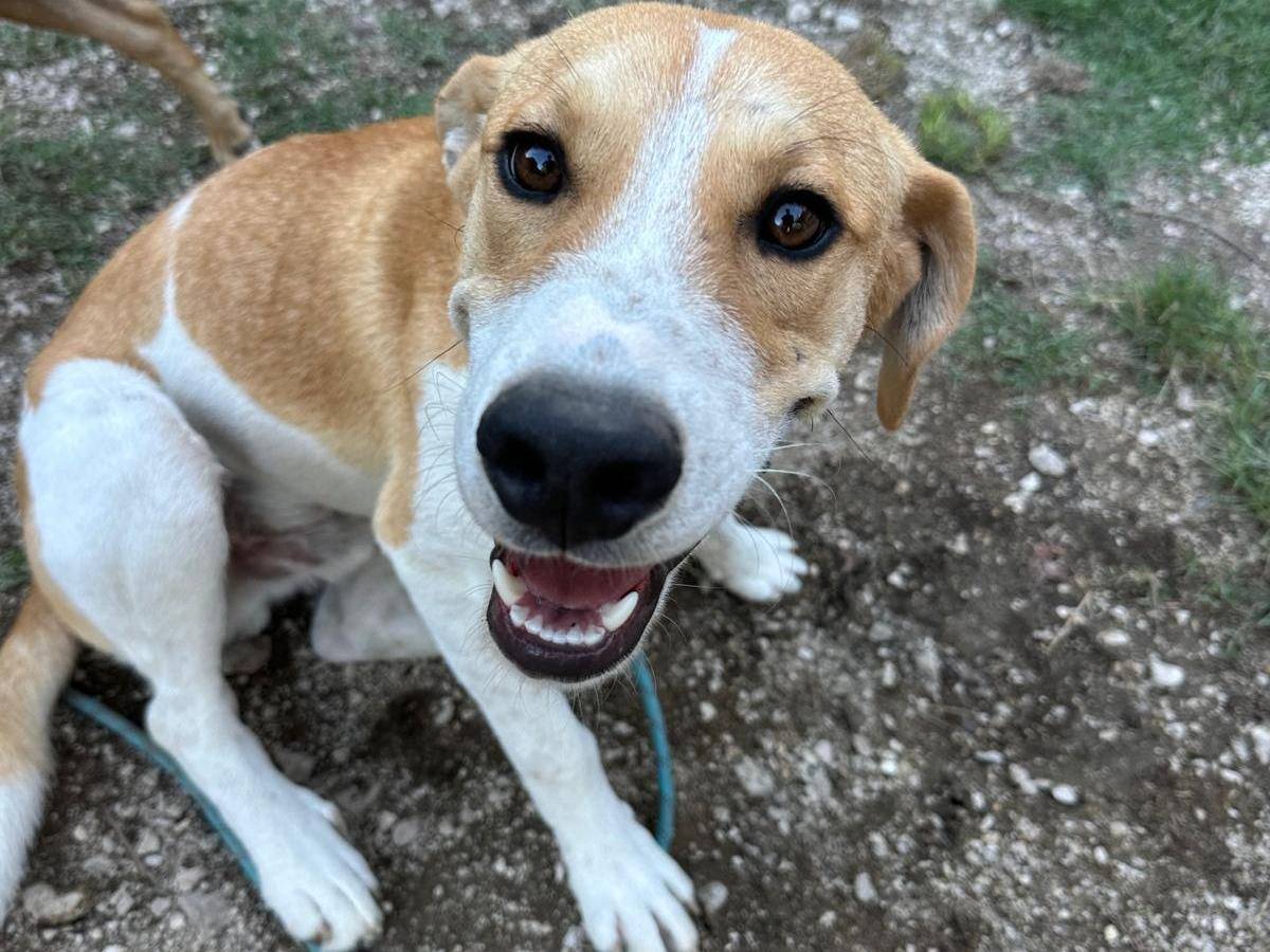 Adotta un cane, taglia media, maschio, Frosinone