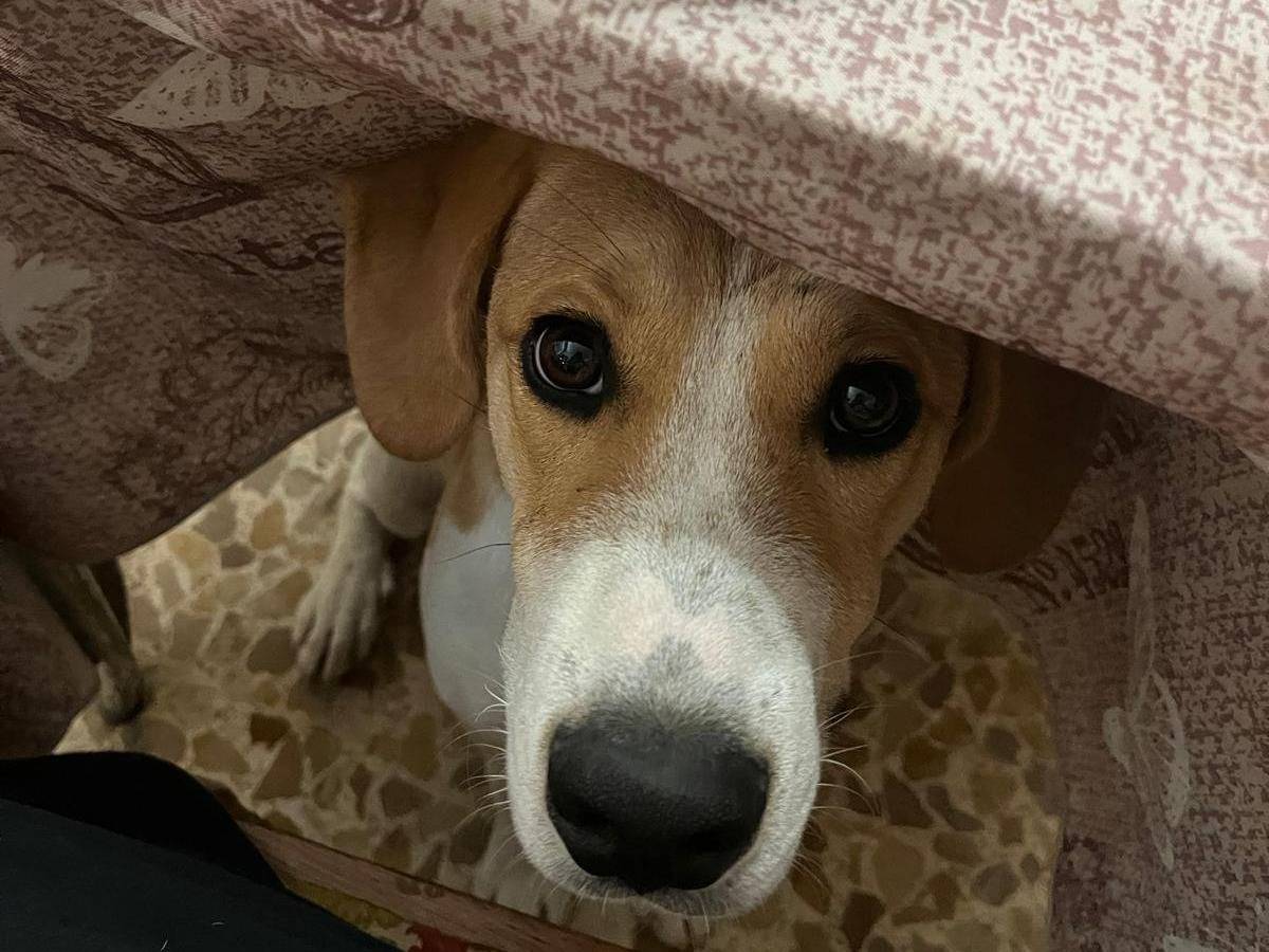 Vuoi adottare un cane a Frosinone?