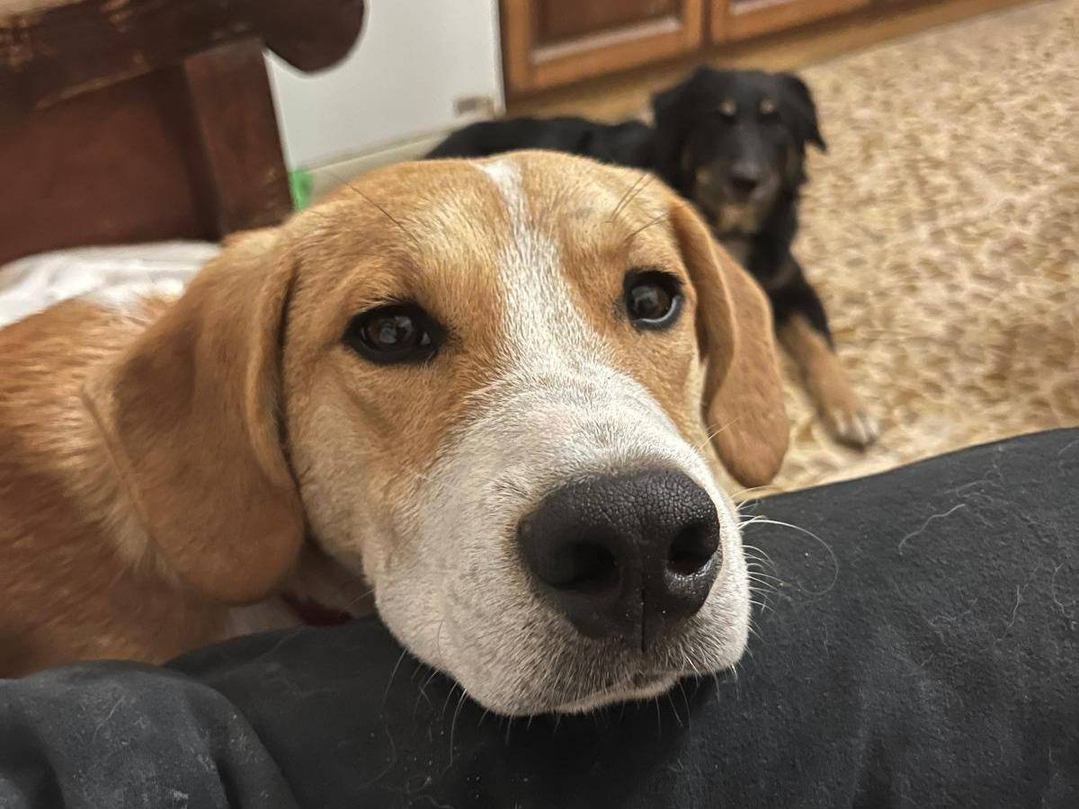 Adotta il cane Mirco a Frosinone