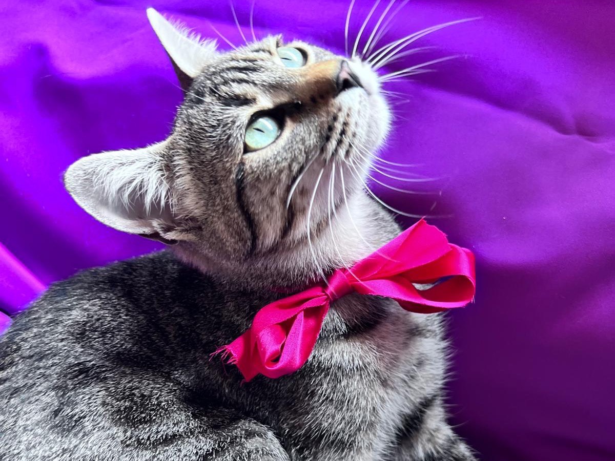 Adotta un gatto, femmina, 5 mesi, Bari