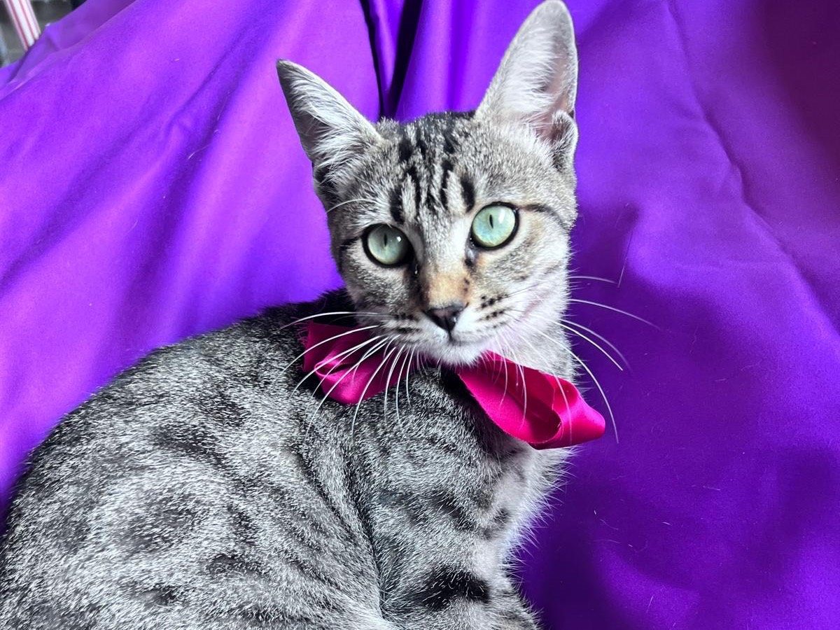 Adotta un gatto, taglia non valida, femmina, Bari