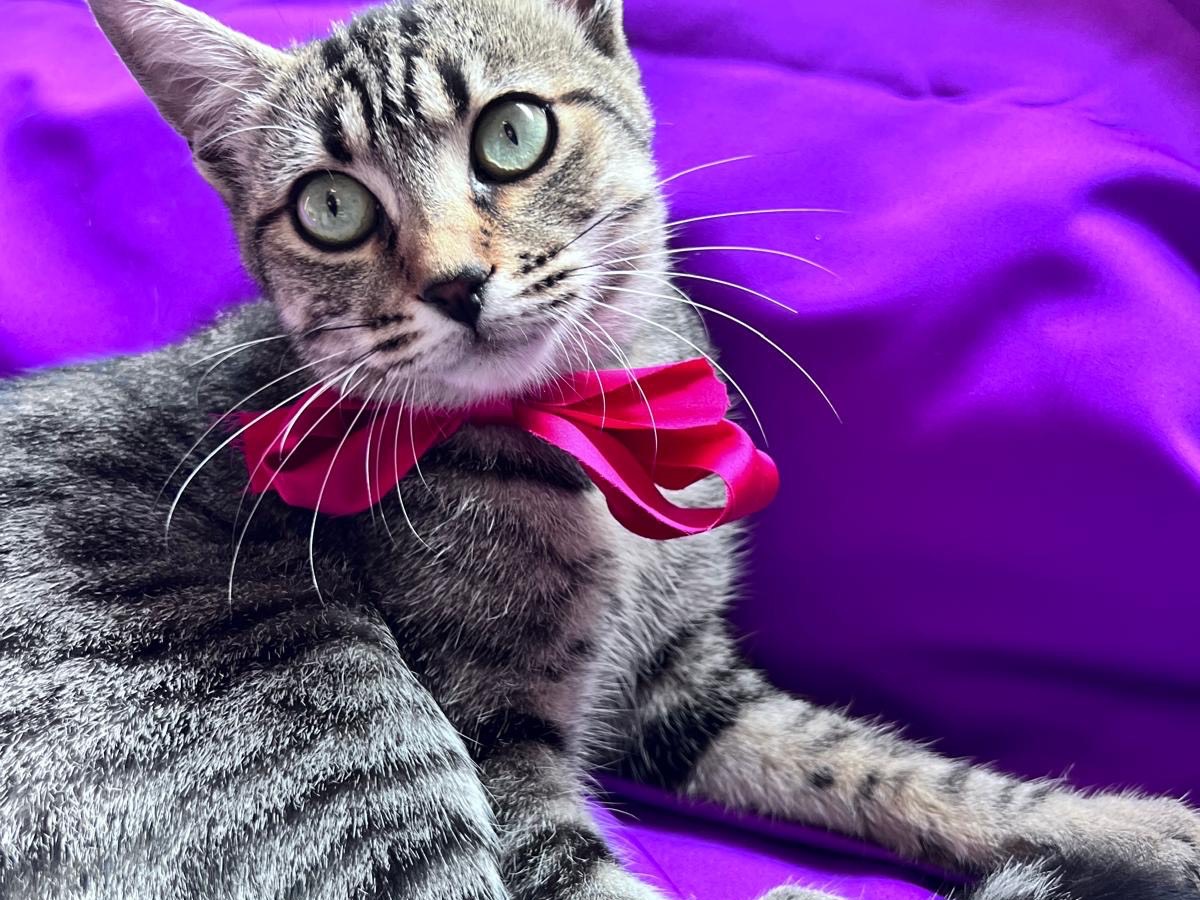 Vuoi adottare un gatto a Bari?