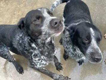 Adotta un cane, maschio, 7 anni e 9 mesi, Frosinone