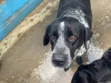 Adotta un cane, taglia media, maschio, Frosinone