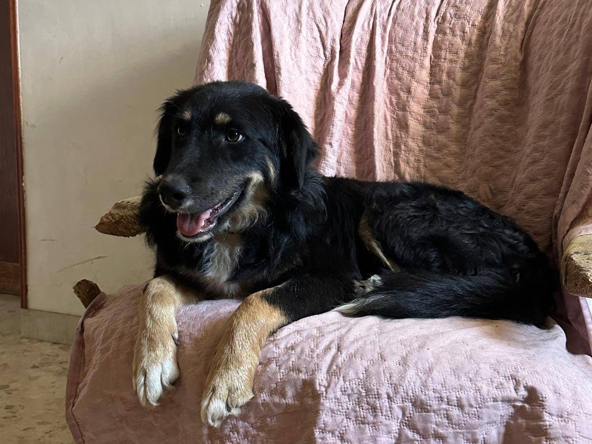 Adotta un cane, taglia media, maschio, Frosinone