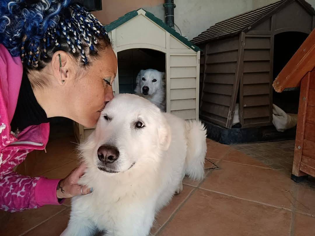 Adozione cane, maschio, Razza sconosciuta Razza sconosciuta, 1 anno e 9 mesi, taglia media, Latina