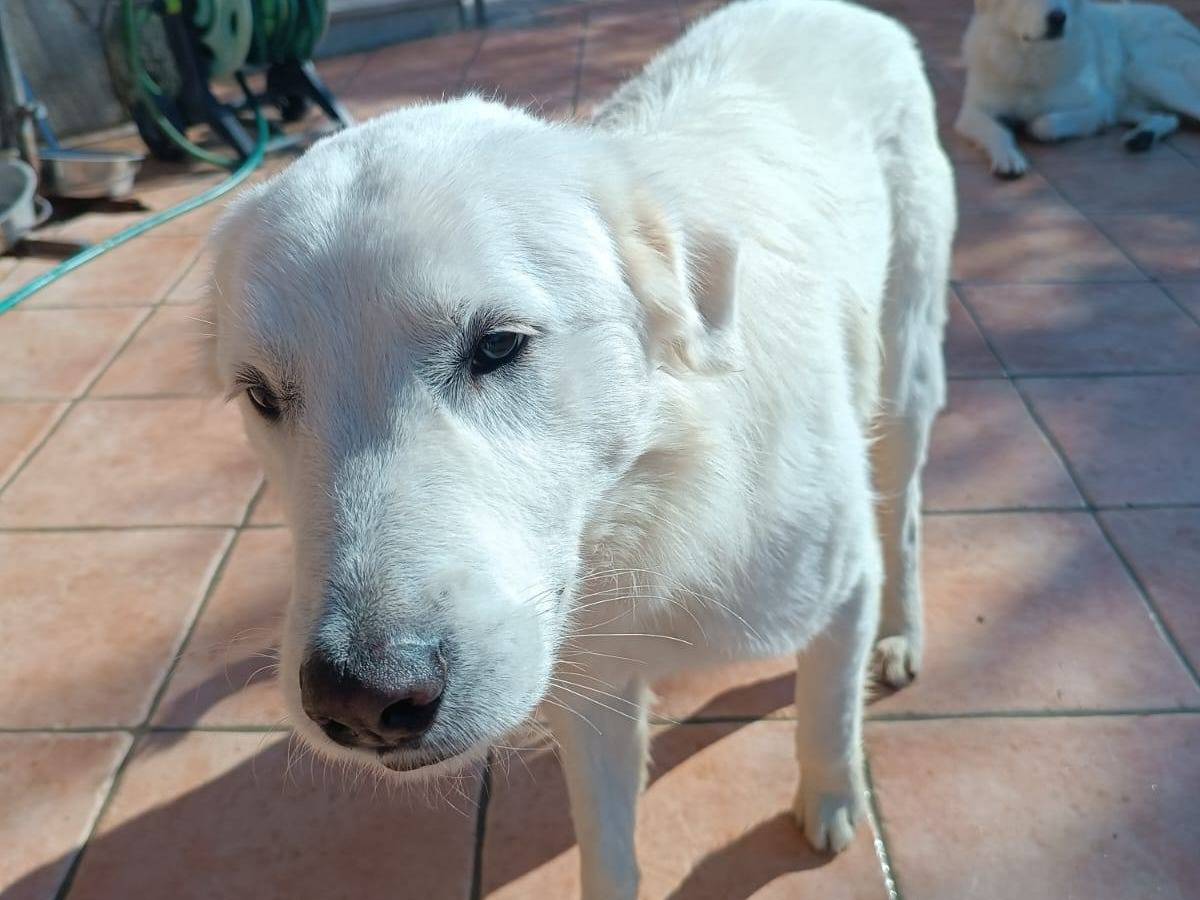 Adotta un cane, taglia media, maschio, Latina