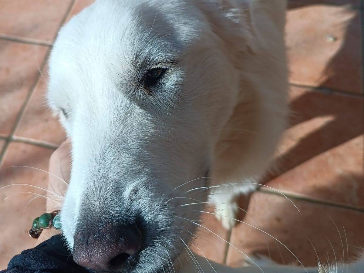 Vuoi adottare un cane a Latina?