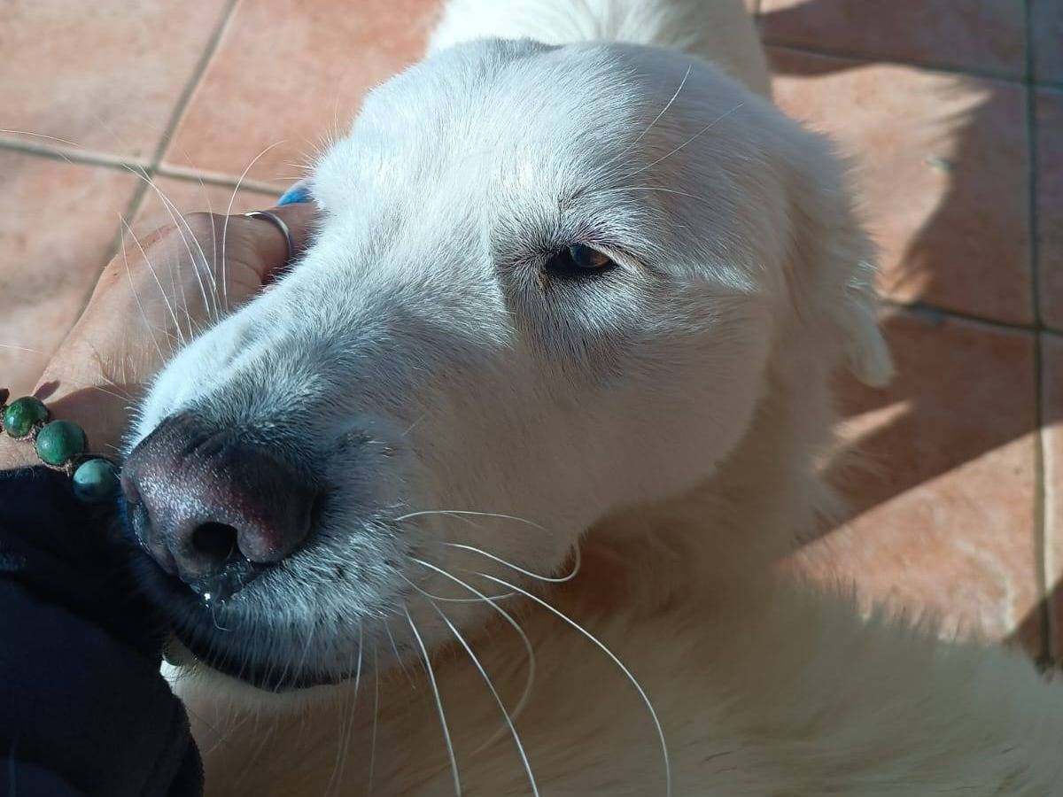 Adotta il cane Nicolò a Latina