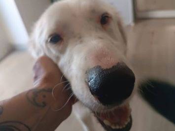 Adozione cane, maschio, Setter Inglese Razza sconosciuta, 2 anni e 9 mesi, taglia media, Latina