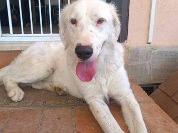 Adotta un cane, taglia media, maschio, Latina