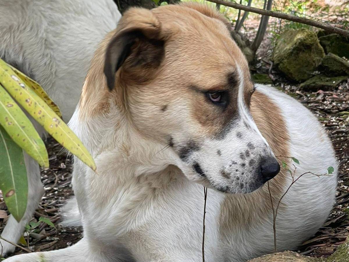 Adotta un cane, femmina, 2 anni e 9 mesi, Frosinone