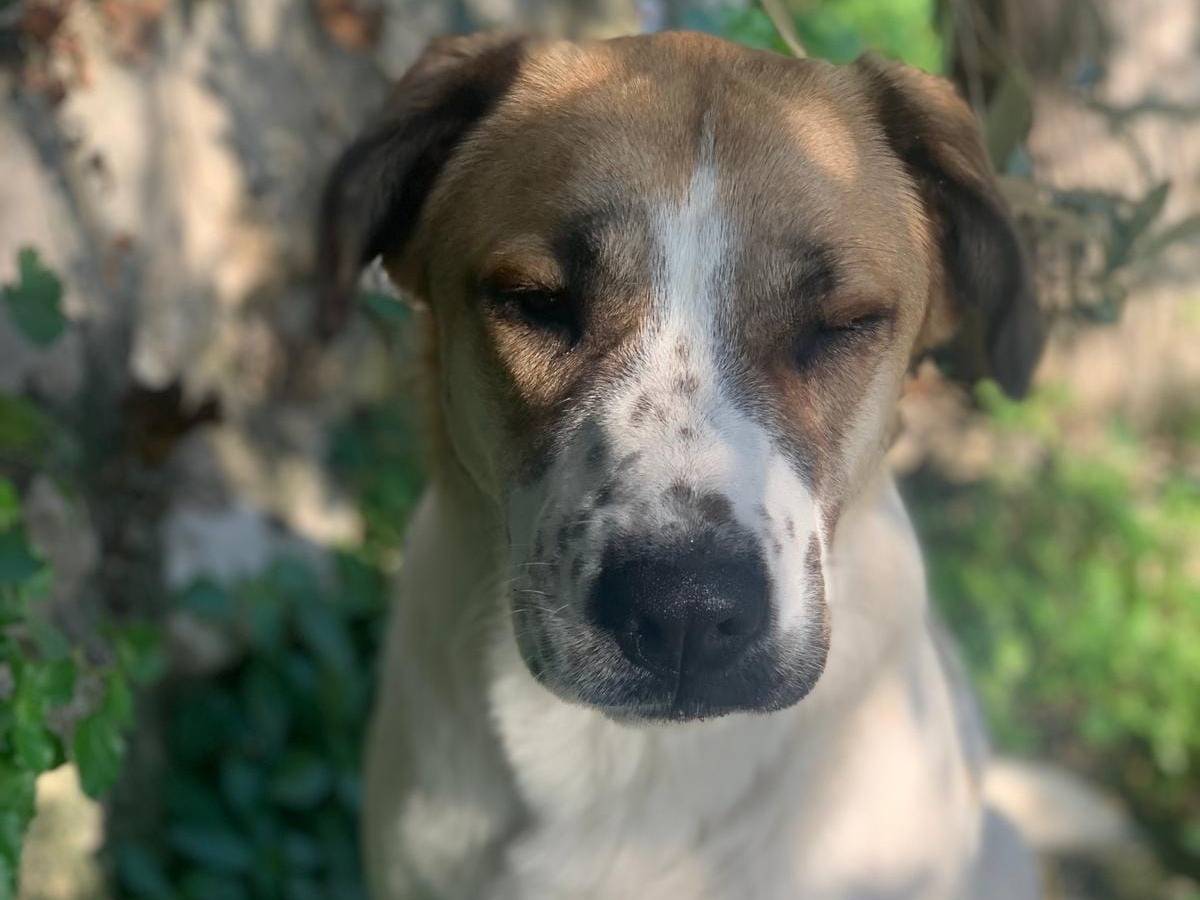 Vuoi adottare un cane a Frosinone?