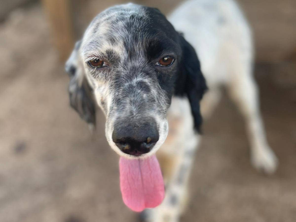 Adotta un cane, taglia media contenuta, femmina, Frosinone