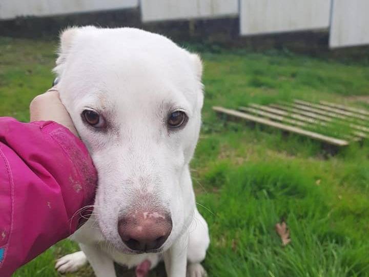 Adozione cane, maschio, Razza sconosciuta Razza sconosciuta, 3 anni e 8 mesi, taglia media contenuta, Latina