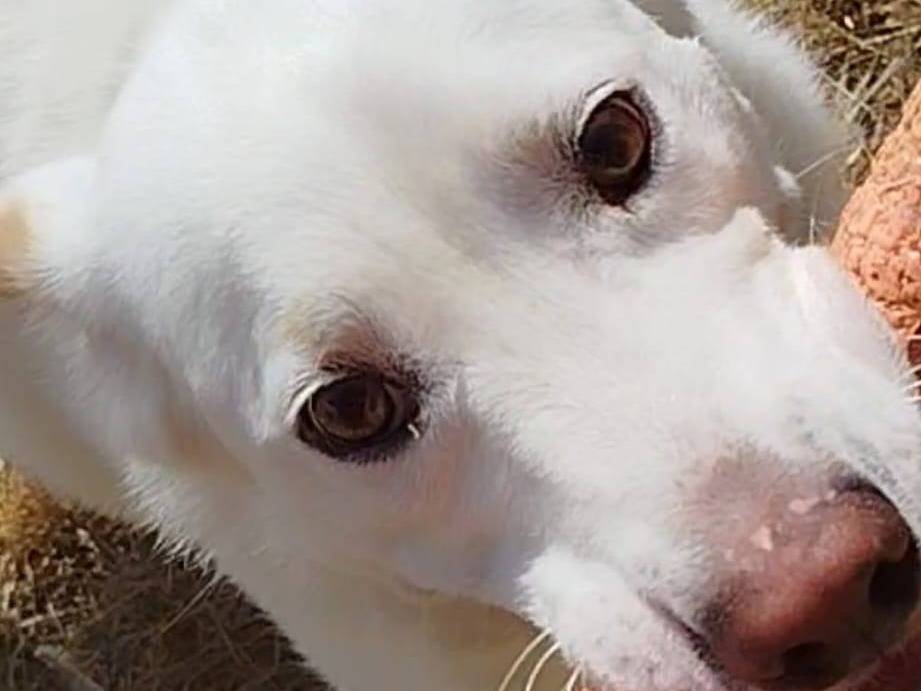 Adotta un cane, maschio, 3 anni e 8 mesi, Latina