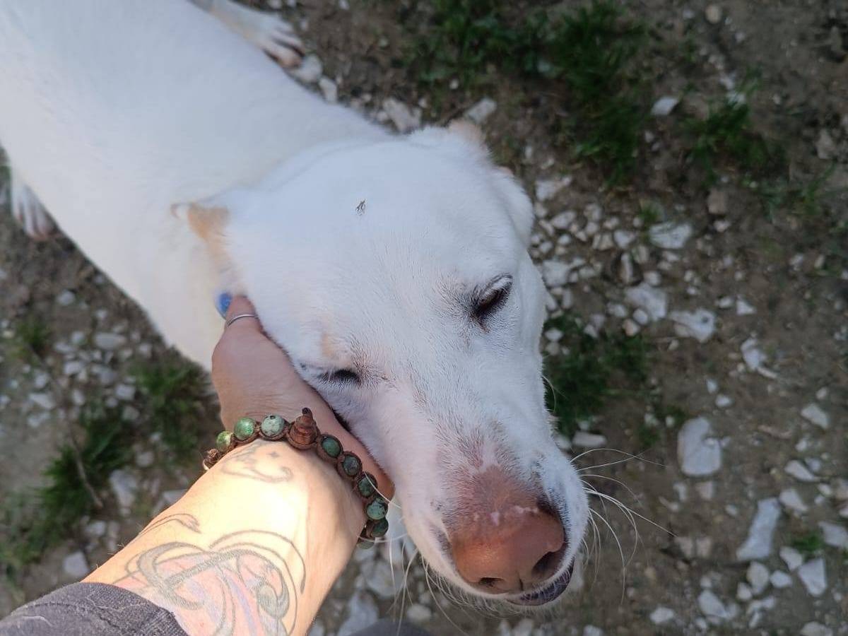 Adotta un cane, taglia media contenuta, maschio, Latina