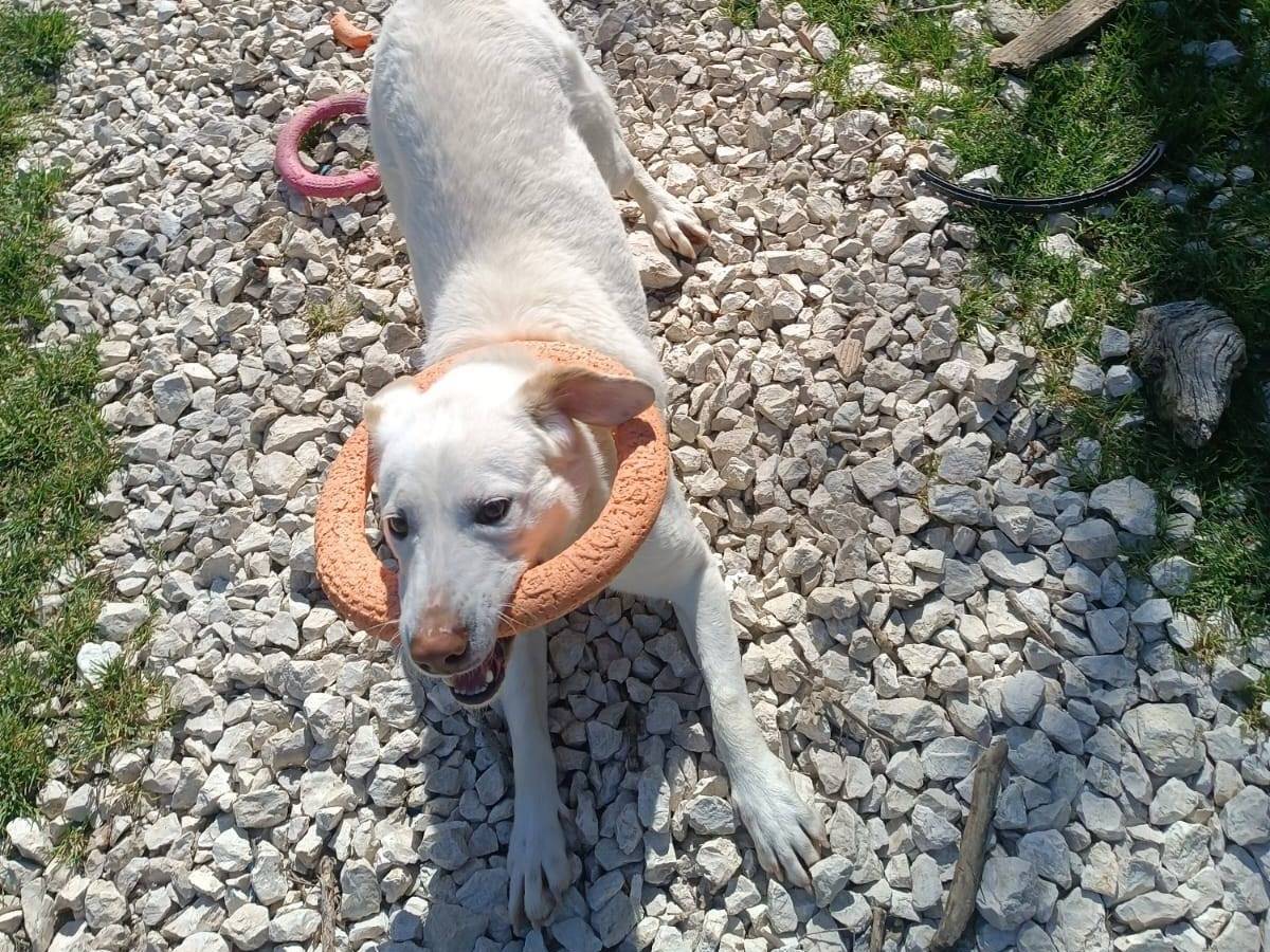 Vuoi adottare un cane a Latina?