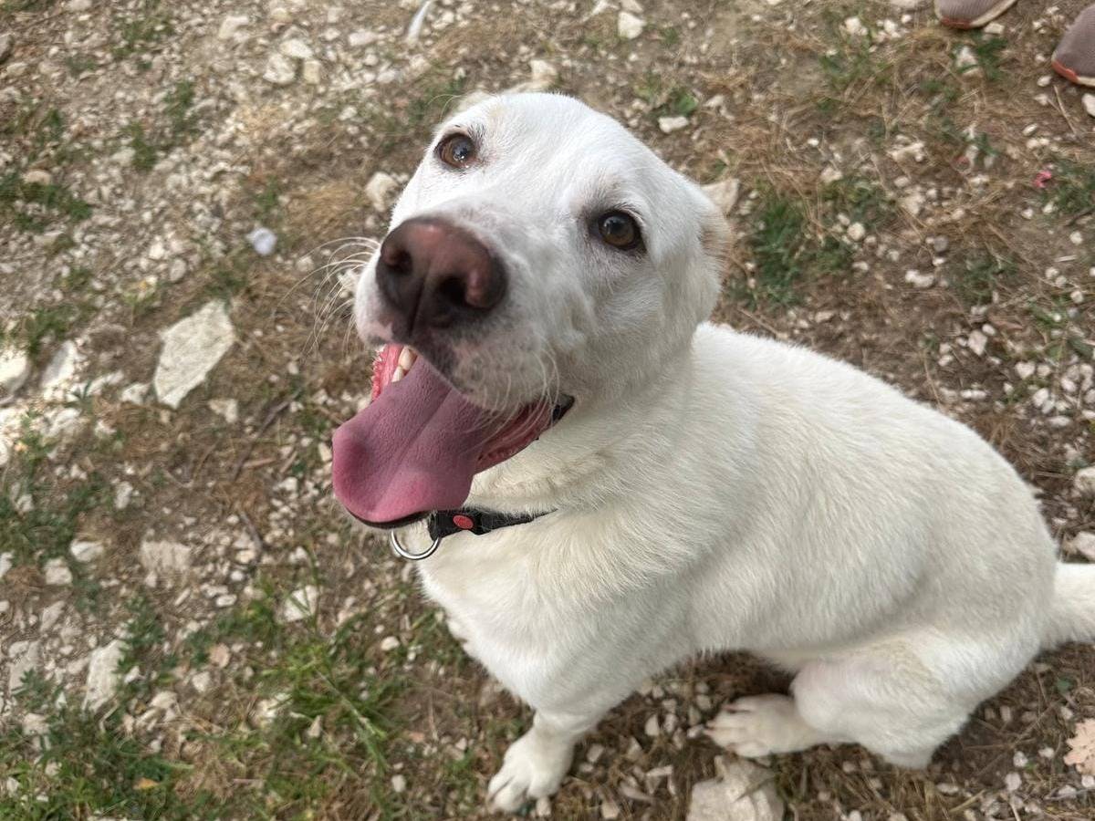 Adotta il cane Casper a Latina