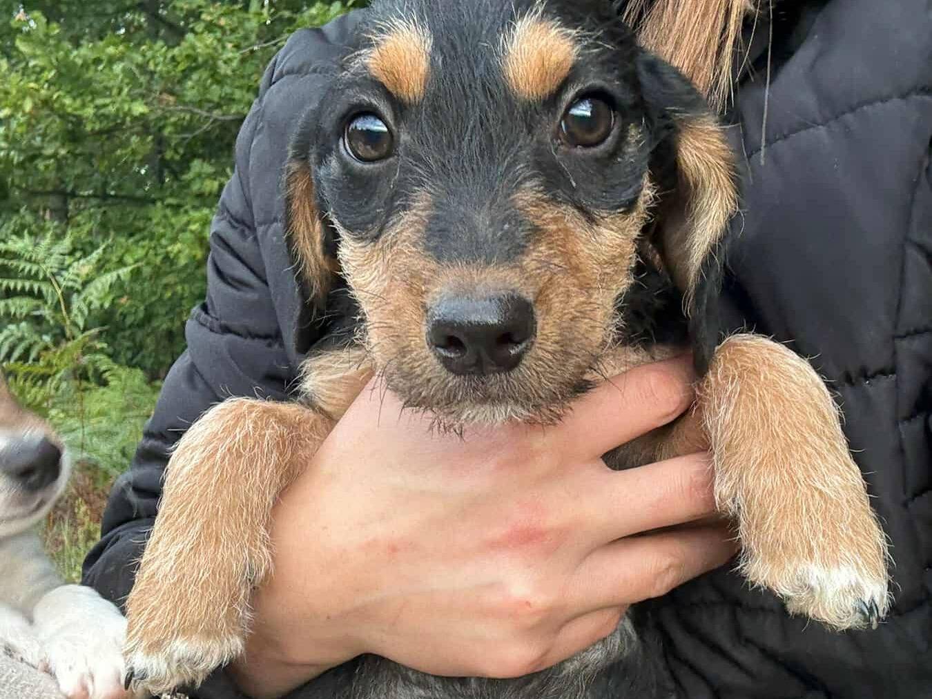 Adozione cane, maschio, Razza sconosciuta Razza sconosciuta, 2 mesi, taglia piccola, Firenze