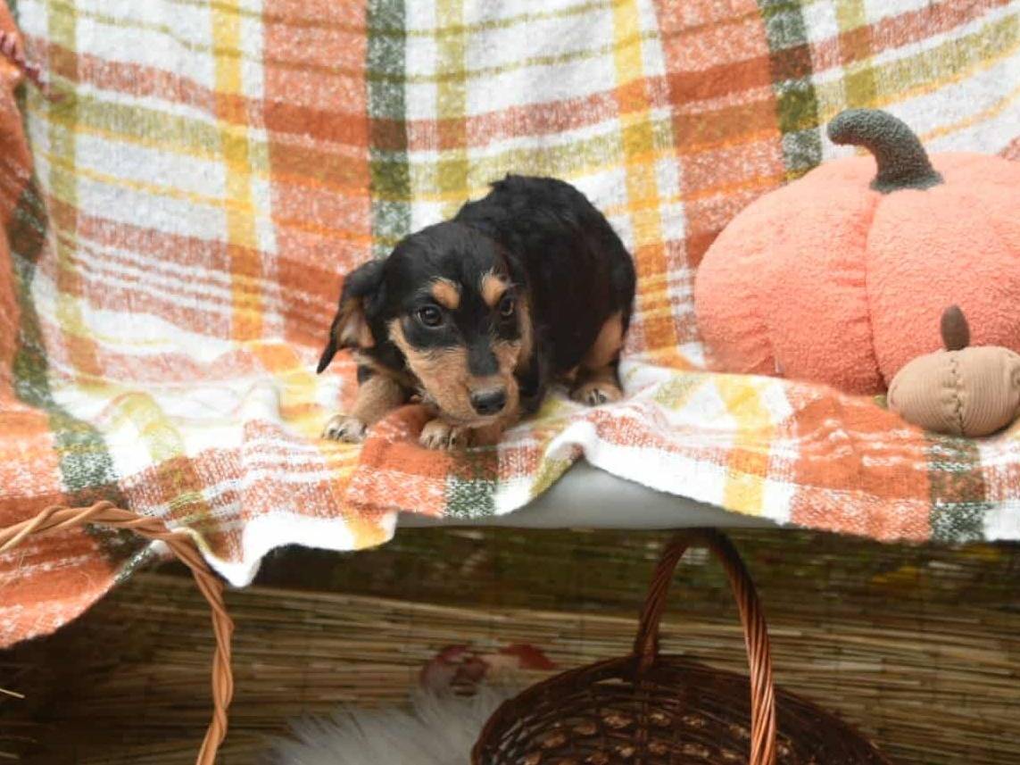 Adotta un cane, maschio, 2 mesi, Firenze