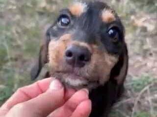 Adotta un cane, taglia piccola, maschio, Firenze